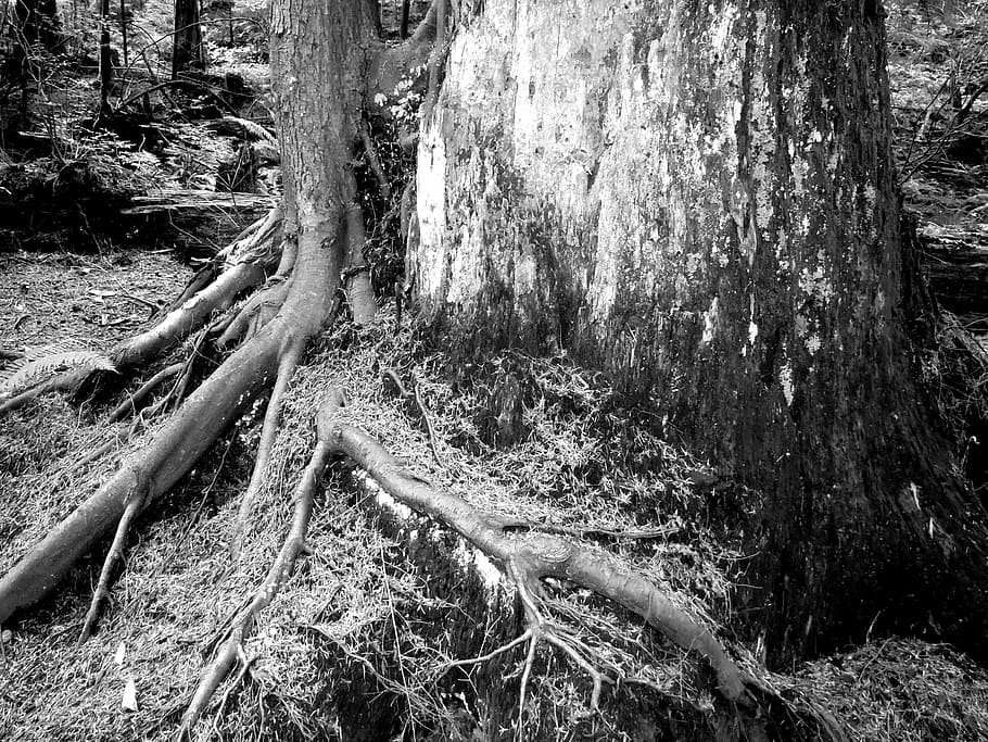 canada, deep cove, root, roots, forest, british columbia, vancouver HD wallpaper