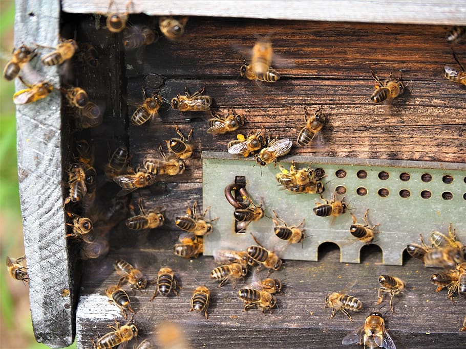 bees, hive, pollen, forage, pollinator, beekeeping, honey, insects HD wallpaper