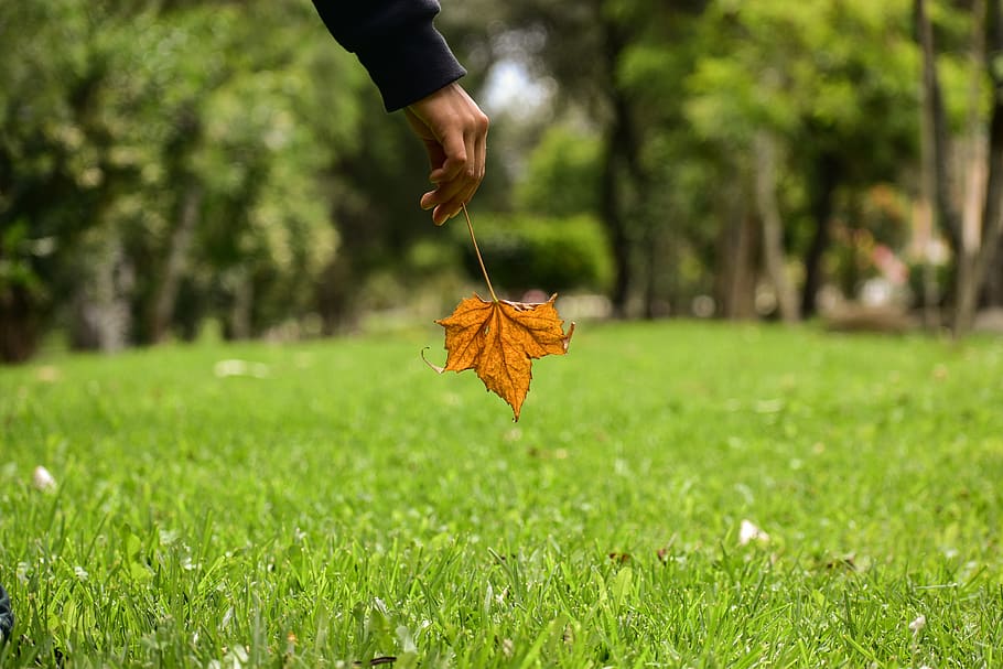 dry leaf, end, yellow, park, nature, plant, human hand, green color HD wallpaper