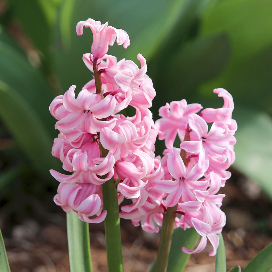 hyacinth, flowers, spring, bloom, garden, pink, plant, nature HD wallpaper