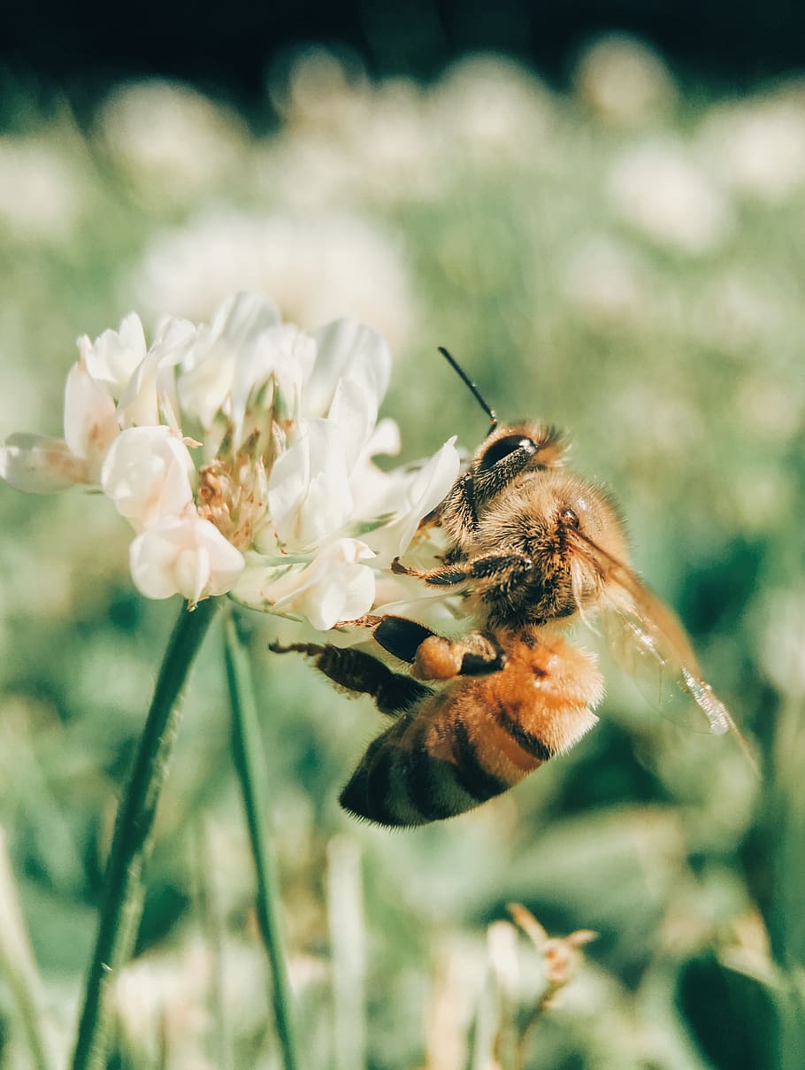 wasp on blooming white flower, bee, insect, invertebrate, animal HD wallpaper
