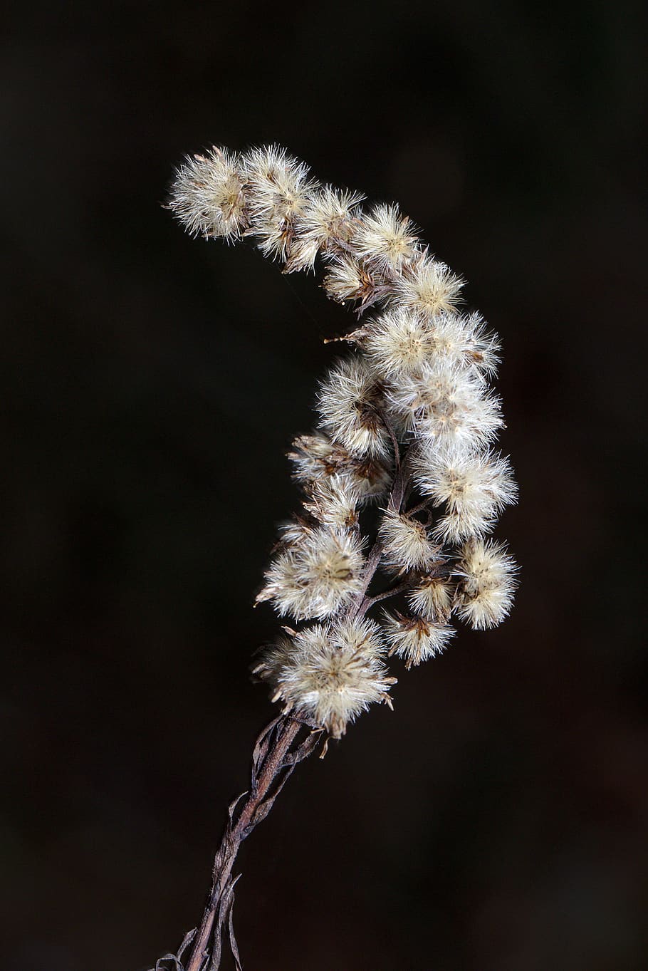 forest, winter, infructescence, plant, close up, flower, close-up HD wallpaper