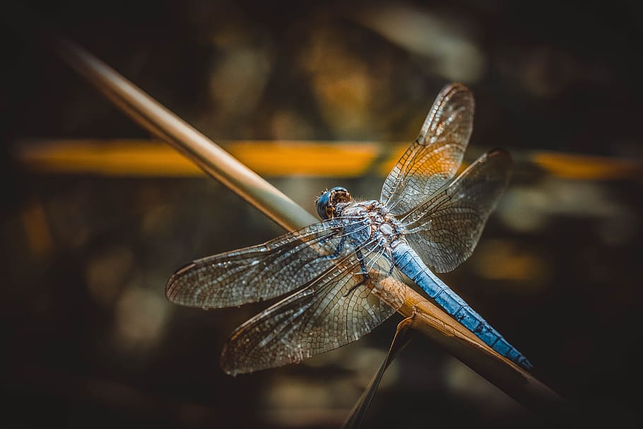 dragonfly, insect, macro, nature, wings, blue, summer, wild HD wallpaper