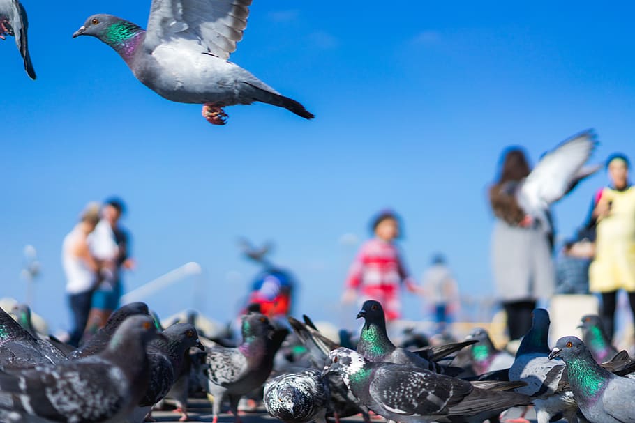 bird, pigeon, flying, flight, close, nature, public, square HD wallpaper