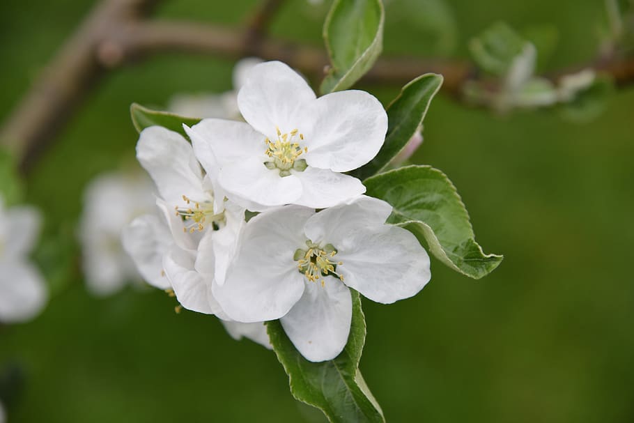 apple tree, apple blossom, green, spring, plant, flower, flowering plant HD wallpaper