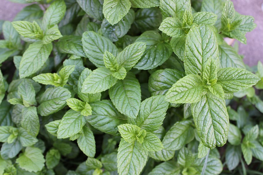 peppermint, tee, herbs, medicinal plant, aroma, taste, fragrant HD wallpaper