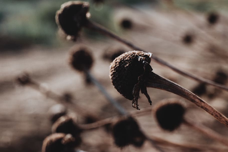 stem, flower, bud, up, september, season, park, outdoor, october HD wallpaper