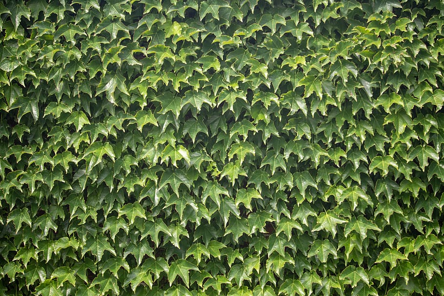 ivy, plant, wall, green, nature, leaver, creeper, flora, full frame HD wallpaper