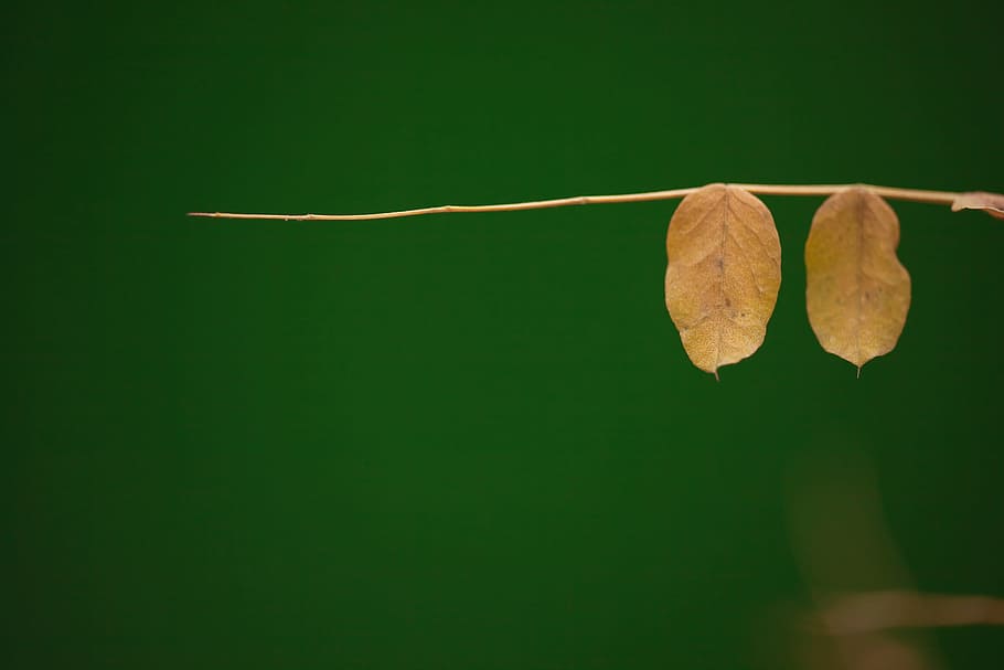 leaves, green, nature, flower, detail, brown, plant part, leaf HD wallpaper