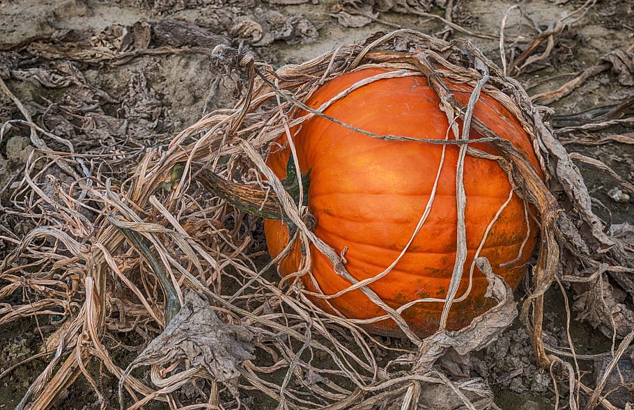 pumpkin, autumn, vegetables, halloween, food, harvest, fall HD wallpaper
