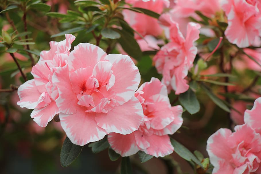flower, flowers, pink, bloom, garden, flora, spring, love, nature HD wallpaper