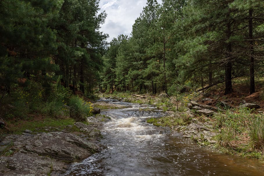 river, argentina, tree, forest, pine, plant, water, beauty in nature HD wallpaper