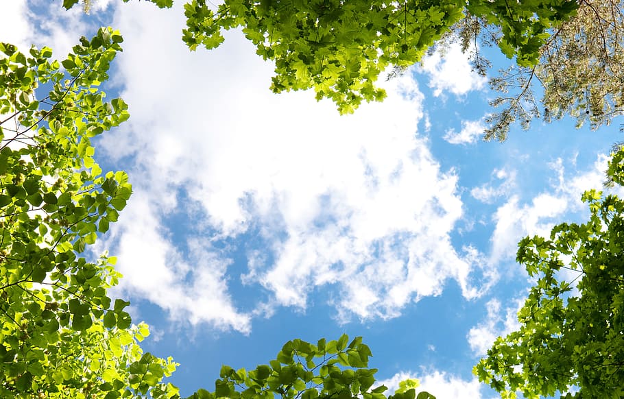 tree, trees, nature, forest, green, summer, wood, background HD wallpaper