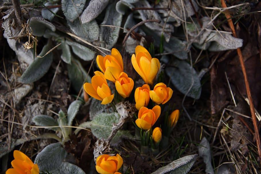 crocus, saffron, flower, spring, flowers, flowering plant, fragility HD wallpaper