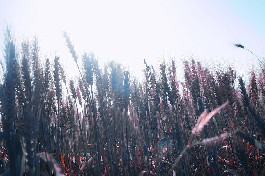 india, field, grain, sunlight, morning, plant, growth, sky HD wallpaper