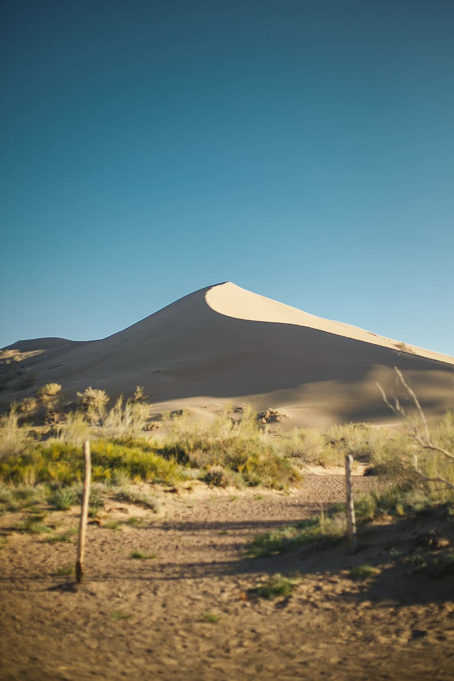 Green Grass Across Desert Under Blue Sunny Sky, arid, daylight HD wallpaper
