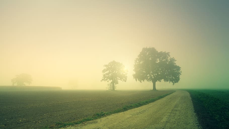 foggy field, nature, weather, outdoors, mist, landscape, path HD wallpaper
