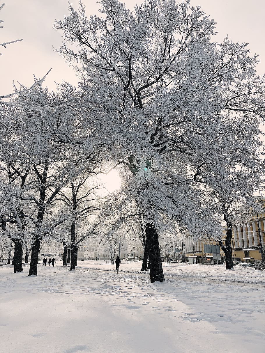 Person Standing Beside White Trees, branches, cold, daylight HD wallpaper