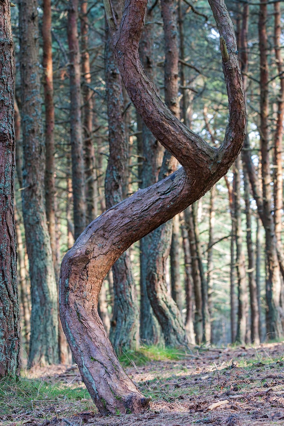 forest, tree, pine, the curonian, scythe, baltika, coniferous HD wallpaper