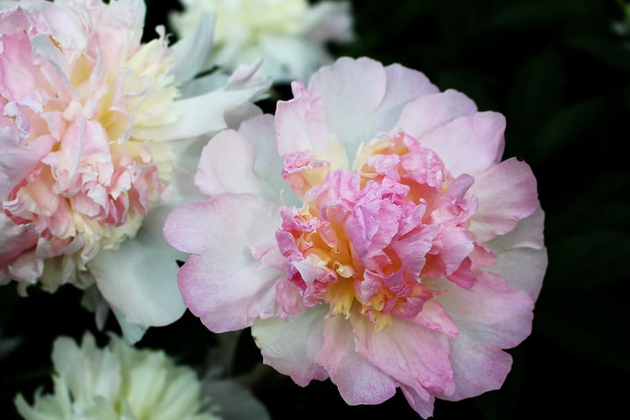 peony, pink, flower, flowering plant, fragility, vulnerability HD wallpaper