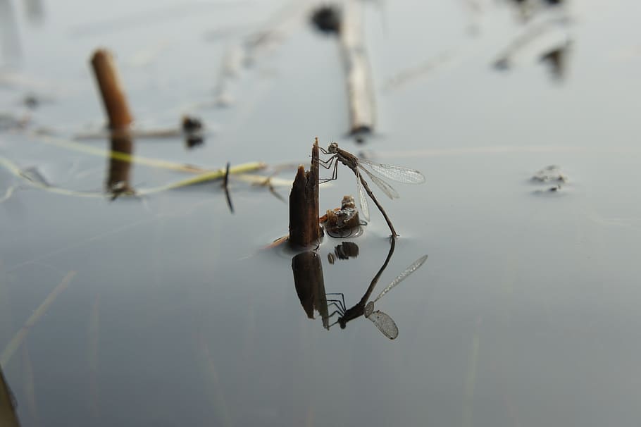 dragonfly, reflection, water, reed, insect, animal themes, close-up HD wallpaper