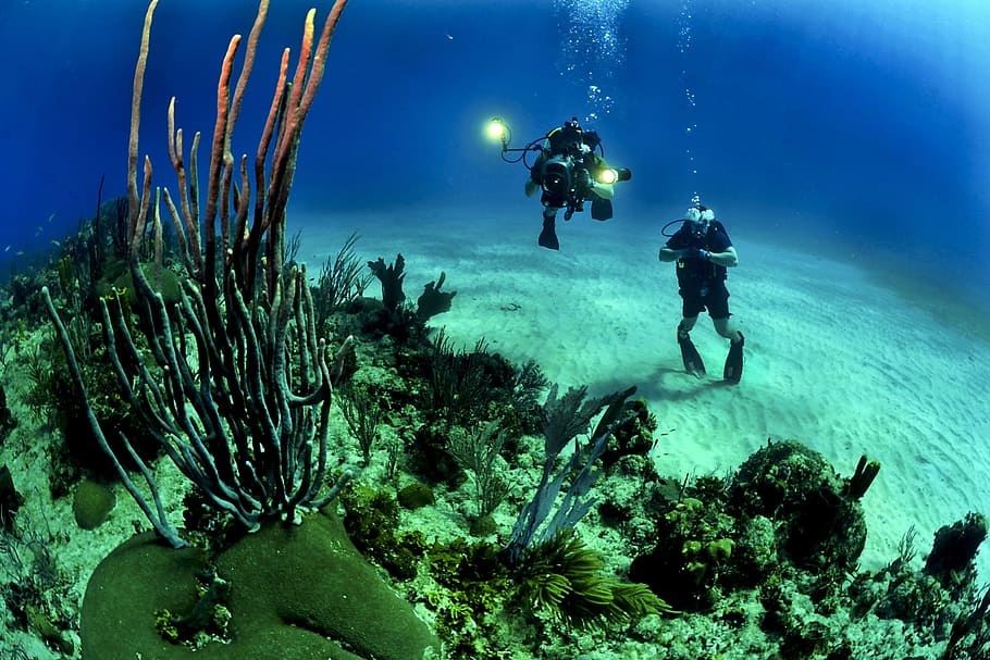 under, underwater, fish, diving, diver, ocean, sea, human, activity, HD wallpaper