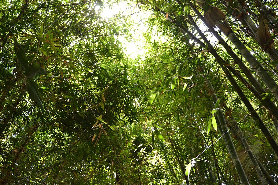 forest, bamboo, nature, tree, plant, low angle view, growth HD wallpaper