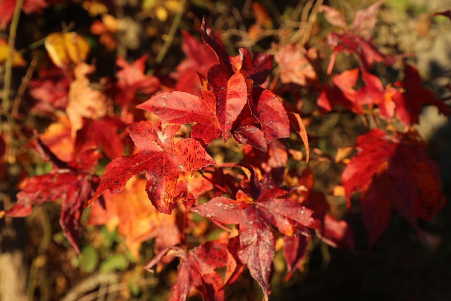 leaf, red, environment, tree, fault, color, burgundy, yellow HD wallpaper