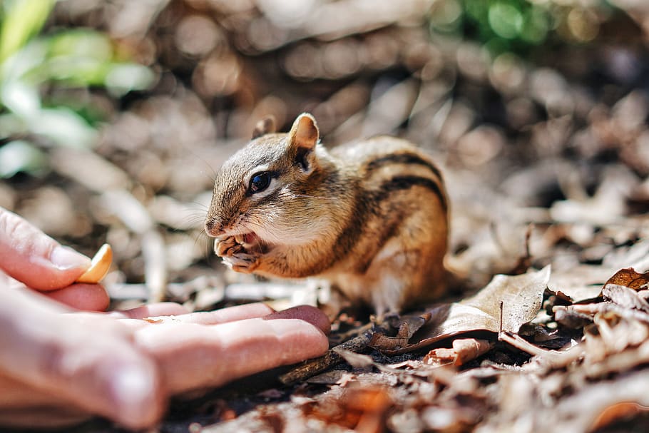 chipmunk on dry leafs at daytime, animal, wildlife, high park HD wallpaper