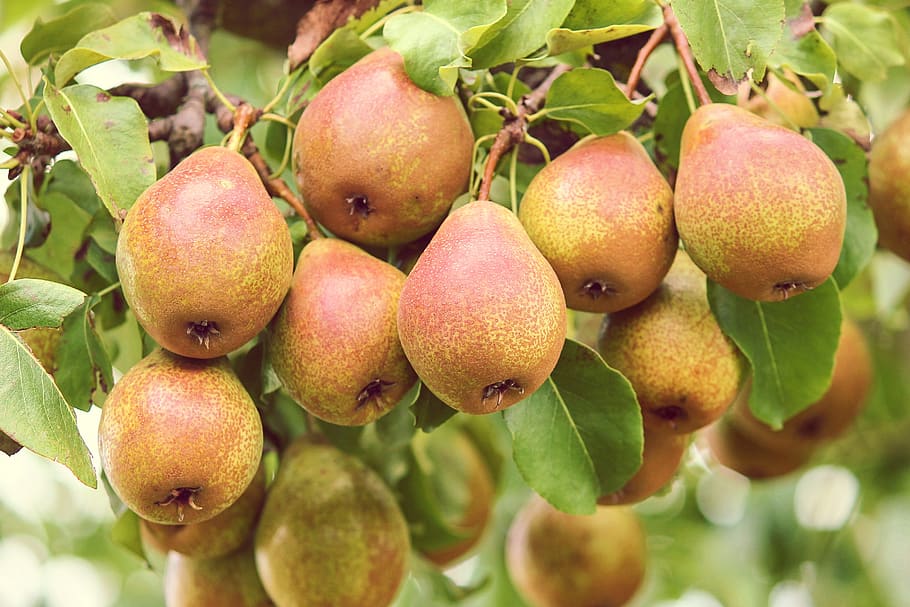 pears, fruit, pyrus, depend, mature, green, red, healthy, eat HD wallpaper