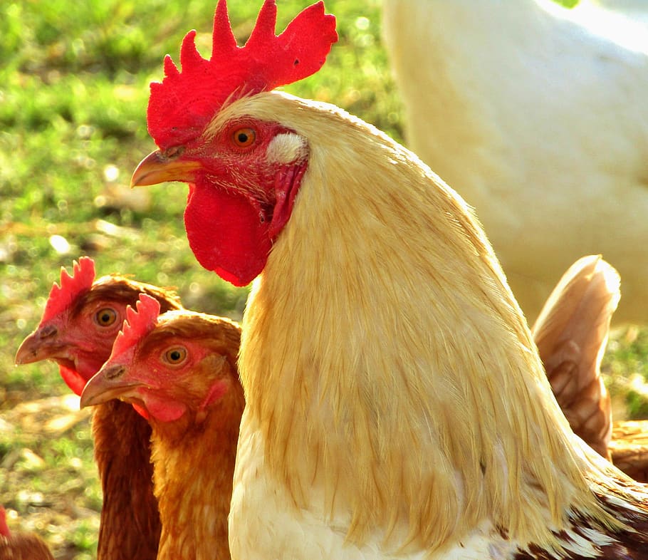 hahn, white-beige, head, cockscomb, animal, portrait, bill HD wallpaper