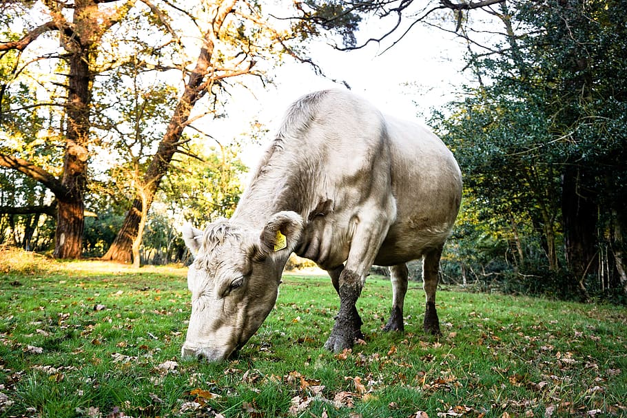 white cattle eating grass during daytime, cow, animal, mammal, HD wallpaper