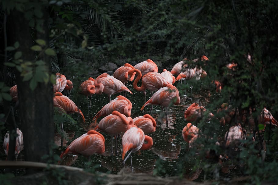 group of pink flamingo, feather, wing, zoo, palm, green, bird HD wallpaper