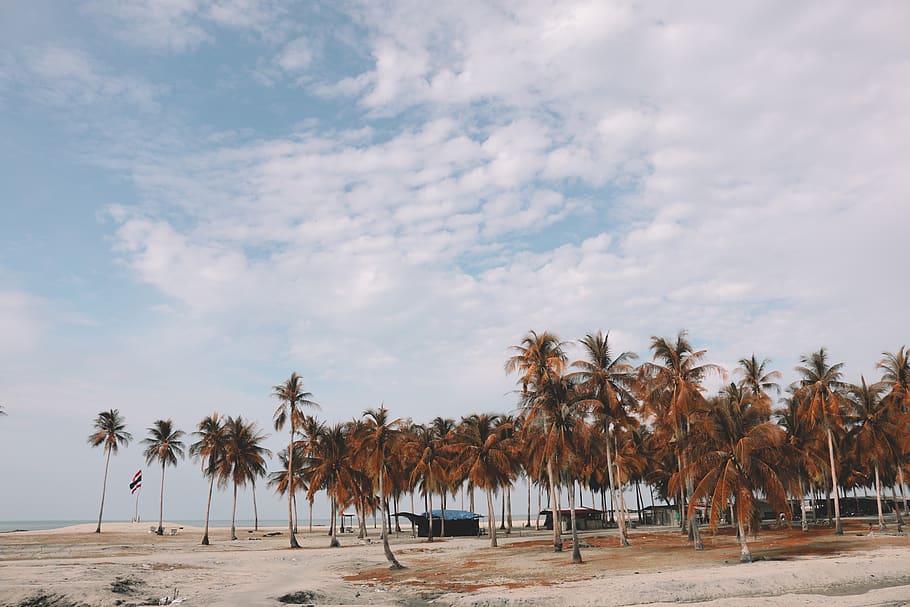 sky, palm tree, tropical climate, land, cloud - sky, beach HD wallpaper