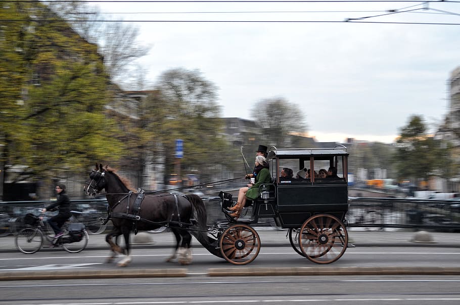 netherlands, amsterdam, transportation, horse, domestic, mammal HD wallpaper