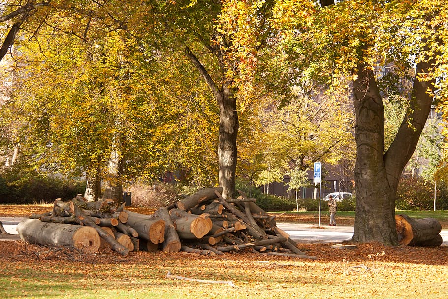 forest, park, trees, felling, tree trunks, autumn, defoliation HD wallpaper