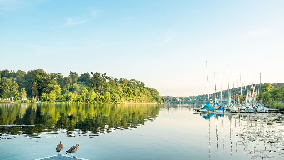 river, water, nature, landscape, duck, boat, sky, tree, trees HD wallpaper
