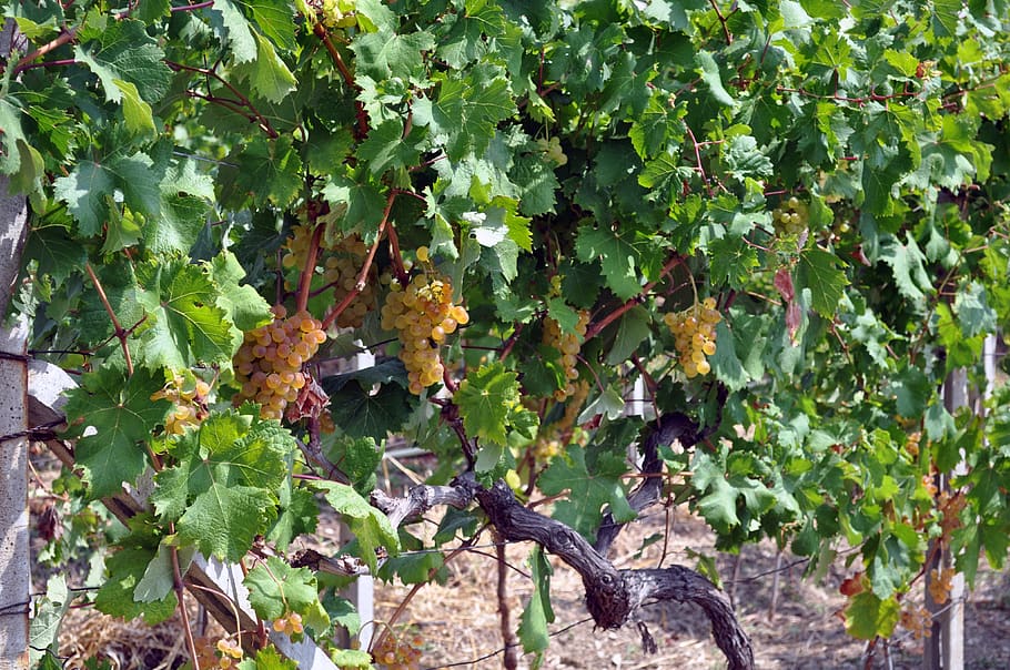 grapes, autumn, fruit, screw, nature, viticulture, agriculture HD wallpaper