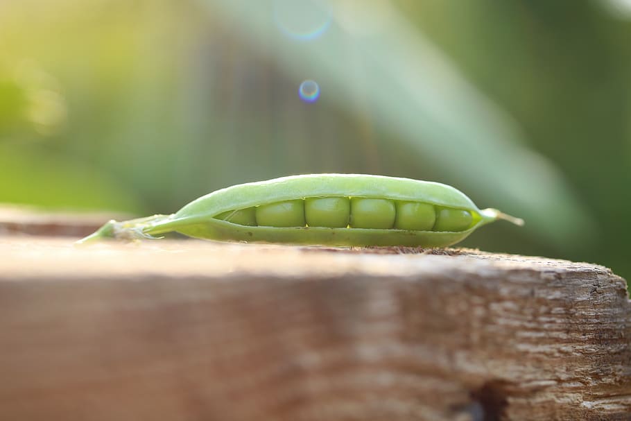 games, peas, pod, vegetables, green, cultivation, garden, summer HD wallpaper