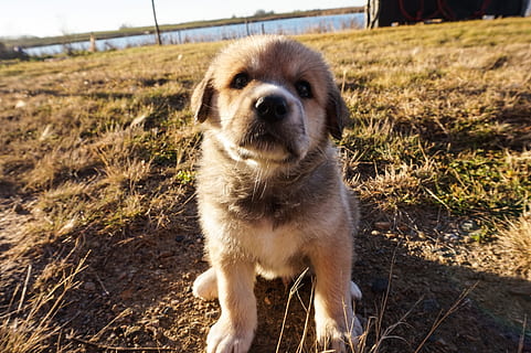 canada, cute, dog, pup, dogs, animal, animals, babies, young HD wallpaper