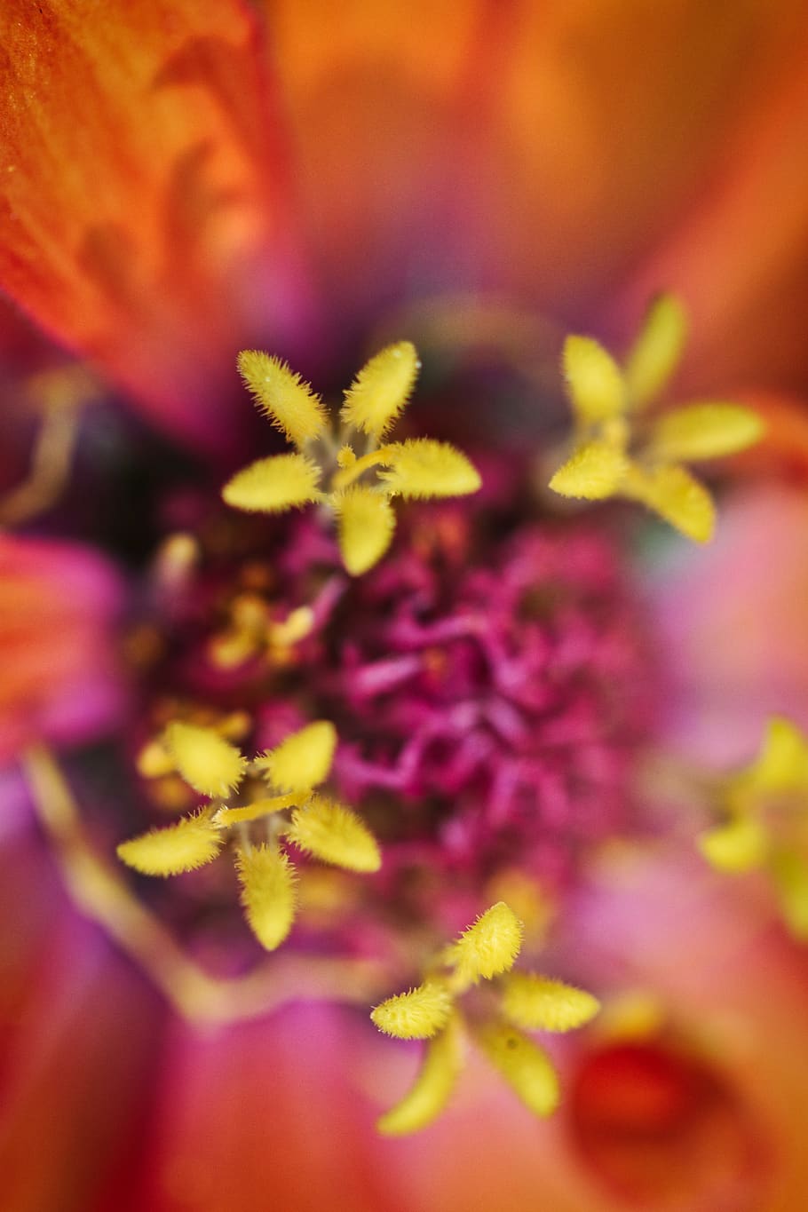 Top View Photography Of Flower, bloom, blossom, close-up, flora HD wallpaper