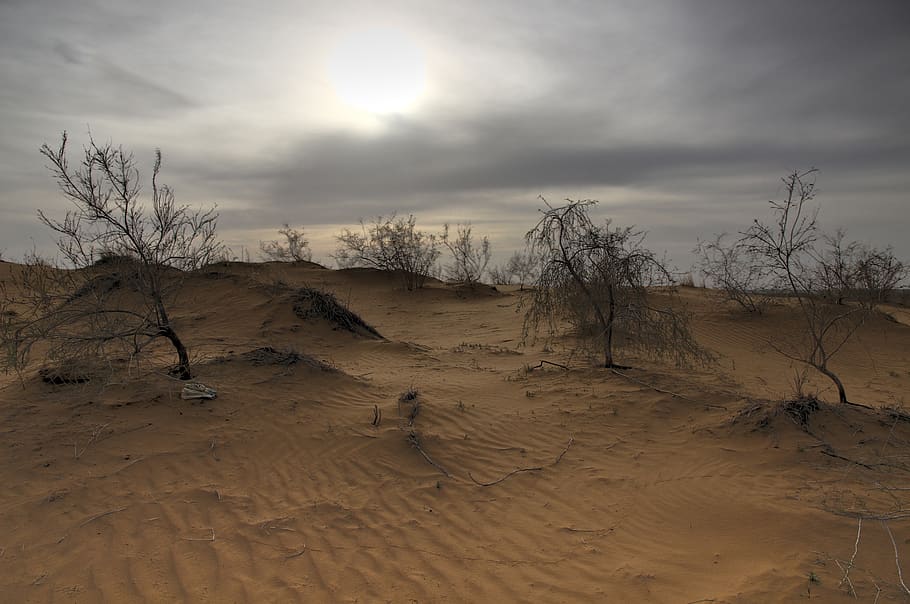 desert, sky, land, tree, environment, tranquility, cloud - sky HD wallpaper