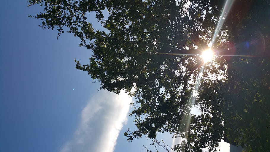 sky, plant, tree, sunlight, low angle view, beauty in nature HD wallpaper