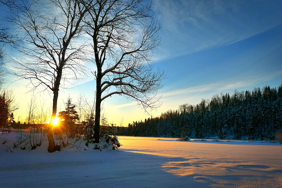 landscape, winter, nature, cold, trees, white, fir, clouds HD wallpaper