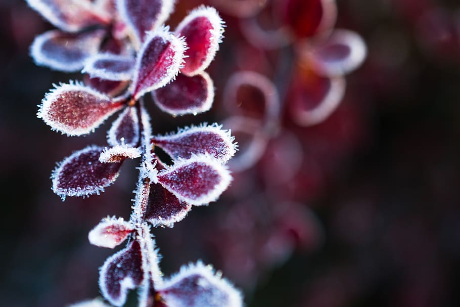 nature, closeup, ice, winter, cold, morning, snow, bush, close-up HD wallpaper