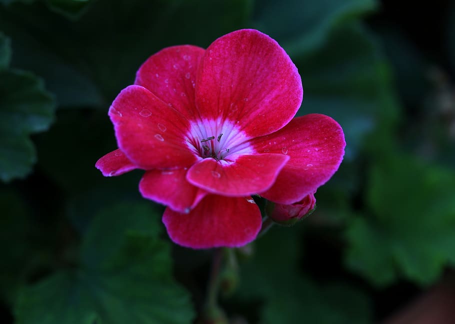 geranium, pink, flower, petals, plant, flowering plant, freshness HD wallpaper