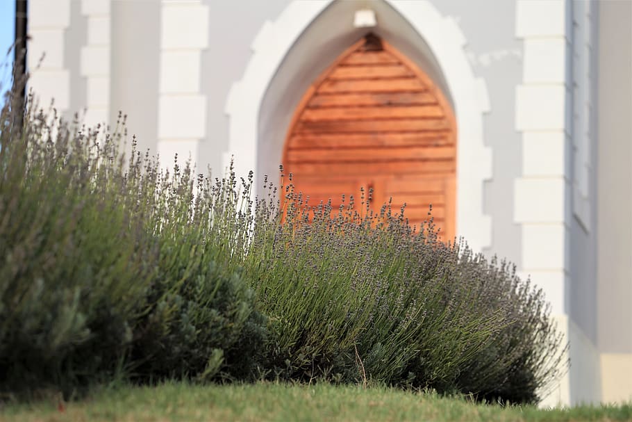 lavender row, flora, bloom, green, violet, chapel entrance HD wallpaper