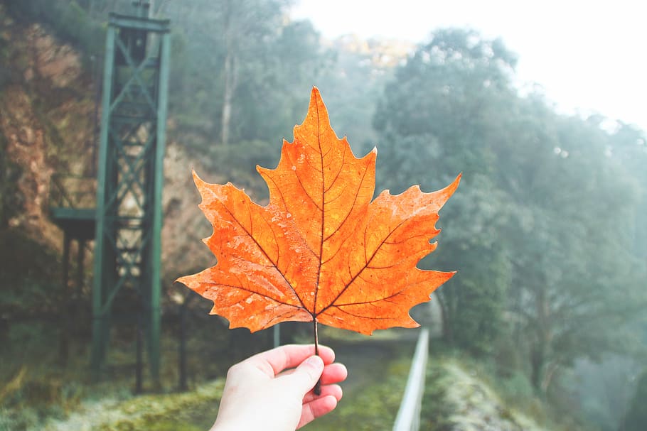 australia, walhalla, orange, maple, water, rain, dew, fog, mist HD wallpaper