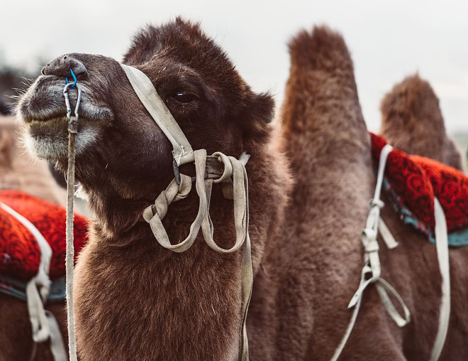 brown camel during daytime, human, person, people, mammal, animal HD wallpaper