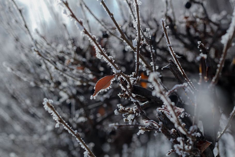 united state, sioux falls, snow, cold temperature, winter, frozen HD wallpaper